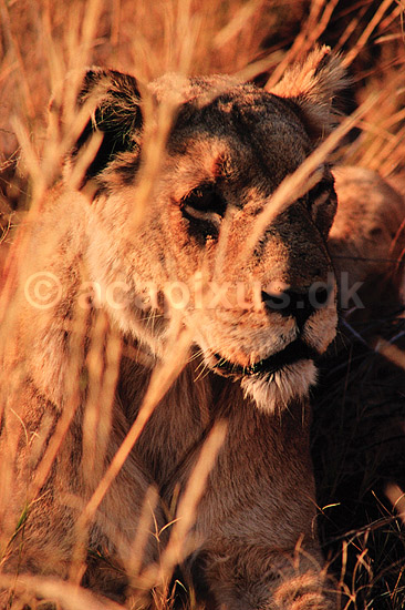 L�ve. L�ve ( Scan af KOL3377 ) ; Panthera leo, Felidae; Moremi NP; Botswana; Afrika; pattedyr; Rovdyr, Carnivora, Katte, Felidae