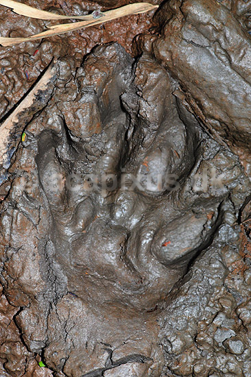Jaguar fodspor. Jaguar fodspor ( Scan af KOL1742 ) ; Panthera onca, Felidae; Tambopata-Candamo Reserve / Amazonas; Peru; Sydamerika; pattedyr; Rovdyr, Carnivora, Katte, Felidae