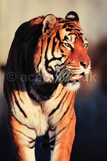 Tiger. Tiger ( Scan af KOL6923 ) ; Panthera tigris, Felidae; K�benhavn ZOO; ; ; pattedyr; Rovdyr, Carnivora, Katte, Felidae