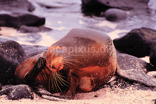 Californisk s�l�ve. Californisk s�l�ve ( Scan af KOL4920 ) ; Zalophus californianus, Otariidae; Espa�ola / Galapagos; Equador; Sydamerika; pattedyr; �res�ler, Otariidae