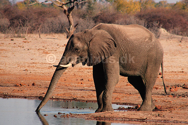 Afrikansk elefant. Afrikansk elefant, drikker ved vandhul ( Scan af KOL3408 ) ; Loxodonta africana, Elefantidae; Nyamandhlovu Pan / Hwange NP; Zimbabwe; Afrika; pattedyr; Elefanter, Elephantidae