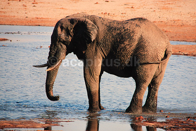 Afrikansk elefant. Afrikansk elefant, mudderbader i vandhul ( Scan af KOL3407 ) ; Loxodonta africana, Elefantidae; Nyamandhlovu Pan / Hwange NP; Zimbabwe; Afrika; pattedyr; Elefanter, Elephantidae