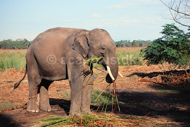 Indisk elefant. Indisk elefant ( Scan af KOL1136 ) ; Elephas maximus, Elephantidae; Chitwan NP; Nepal; Asien; pattedyr; Elefanter, Elephantidae