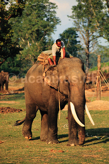 Indisk elefant. Indisk elefant med phanit ( Scan af KOL1130 ) ; Elephas maximus, Elephantidae; Chitwan NP; Nepal; Asien; pattedyr; Elefanter, Elephantidae