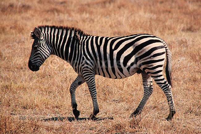 Zebra. Alm. Zebra, Burchells Zebra ( Scan af KOL3415 ) ; Equus burchelli, Equidae; Moremi NP; Botswana; Afrika; pattedyr; Uparrett�ede hovdyr, Perissodactyla, Heste, Equidae