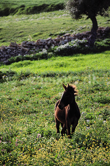 Muldyr. Muldyr p� blomstereng ( Scan af KOL6916 ) ; Equus asinus x Equus caballus; ; Tunesien; Afrika; pattedyr; Uparrett�ede hovdyr, Perissodactyla, Heste, Equidae