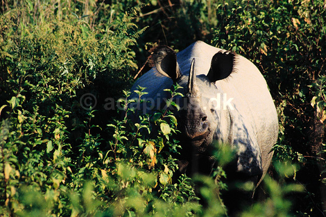 Indisk n�sehorn. Indisk n�sehorn ( Scan af KOL6917 ) ; Rhinoceros unicornis, Rhinocerotidae; Chitwan NP; Nepal; Asien; pattedyr; Uparrett�ede hovdyr, Perissodactyla