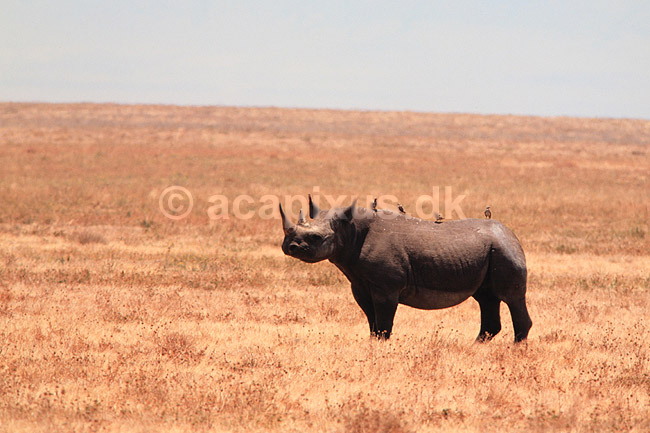 Sort n�sehorn. Sort n�sehorn ( Scan af KOL5919 ) ; Diceros bicornis, Rhinocerotidae; Ngorongoro NP; Tanzania; Afrika; pattedyr; Uparrett�ede hovdyr, Perissodactyla