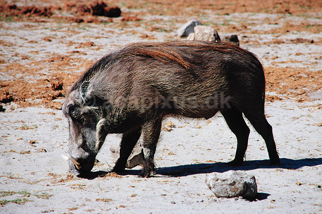 Vortesvin. Vortesvin ( Scan af KOL3427 ) ; Phacochoerus aetiopicus, Suidae; Nyamandhlovu Pan / Hwange NP; Zimbabwe; Afrika; pattedyr; Parrett�ede hovdyr, Artiodactyla, Svin, Suidae
