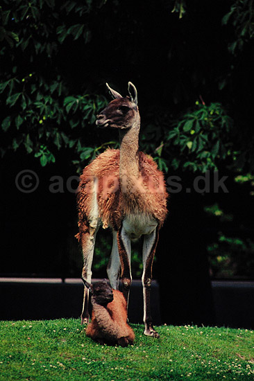 Guanaco. Guanaco ( Scan af KOL1607 ) ; Lama guanicoe, Camalidae; K�benhavn ZOO; ; ; pattedyr; Parrett�ede hovdyr, Artiodactyla, Kameler
