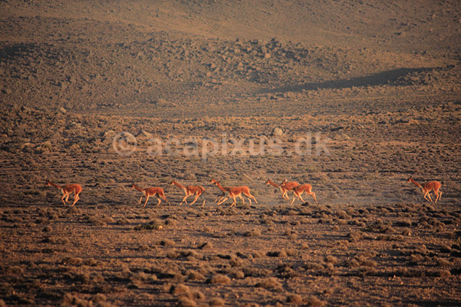 Vicugna. Vicugna, l�ber over pampasen ( Scan af KOL3747 ) ; Vicugna vicugna, Camelidae; Volcan Misti / Arequipa; Peru; Sydamerika; pattedyr; Parrett�ede hovdyr, Artiodactyla, Kameler
