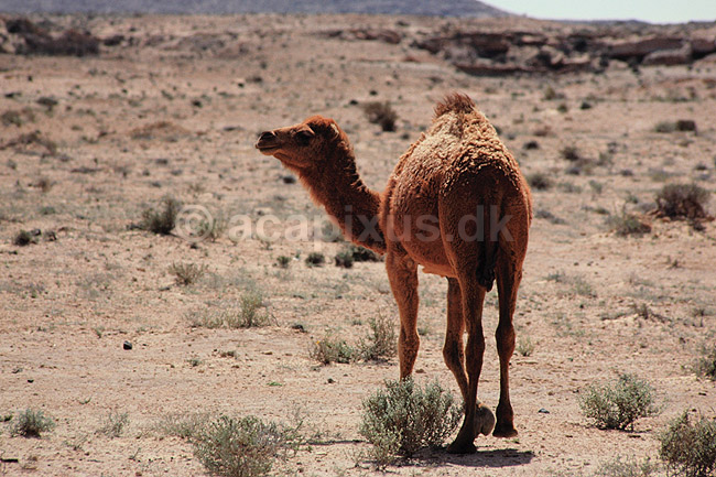 Dromedar. Dromedar ( Scan af KOL1070 ) ; Camelus dromedarius, Camelidae; ; Sydlige Tunesien; Afrika; pattedyr; Parrett�ede hovdyr, Artiodactyla, Kameler