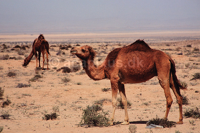 Dromedarer. Dromedarer ( Scan af KOL1066 ) ; Camelus dromedarius, Camelidae; ; Sydlige Tunesien; Afrika; pattedyr; Parrett�ede hovdyr, Artiodactyla, Kameler
