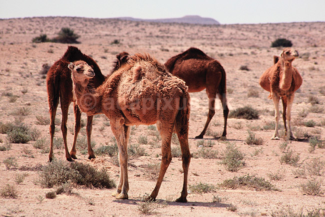 Dromedarer. Dromedarer ( Scan af KOL1071 ) ; Camelus dromedarius, Camelidae; ; Sydlige Tunesien; Afrika; pattedyr; Parrett�ede hovdyr, Artiodactyla, Kameler