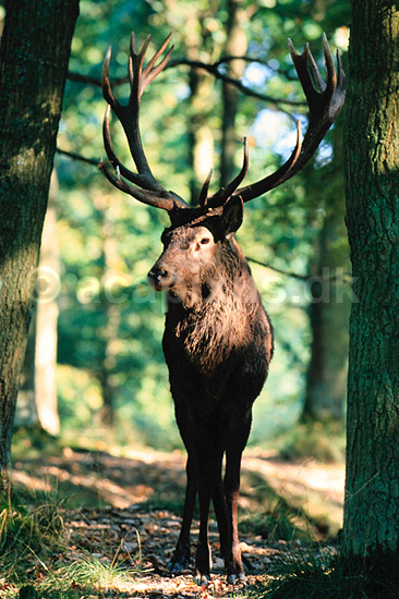 Krondyr. Krondyr, kronhjort ( Scan af KOL7149 ) ; Cervus elaphus, Cervidae; J�gersborg Dyrehave; ; ; pattedyr; Parrett�ede hovdyr, Artiodactyla, Hjorte
