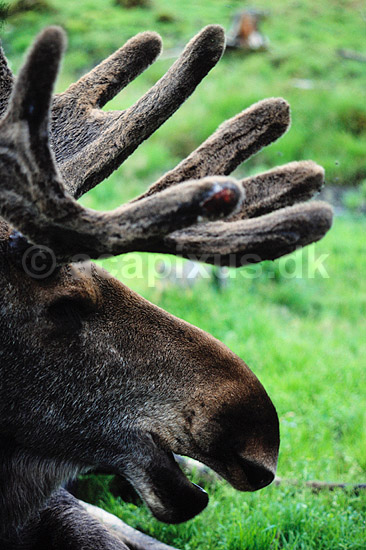 Elg tyr. Elg tyr ( Scan af KOL10 ) ; Alces alces, Cervidae; ; Finland; ; pattedyr; Parrett�ede hovdyr, Artiodactyla, Hjorte
