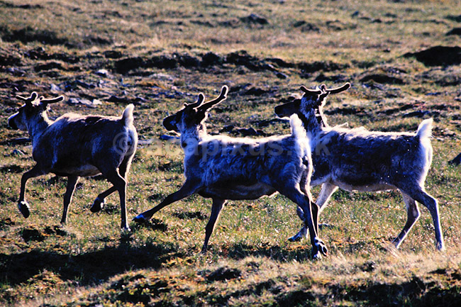 Rener. Rener ( Scan af KOL15 ) ; Rangifer tarundus, Cervidae; Mager�y; Norge; ; pattedyr; Parrett�ede hovdyr, Artiodactyla, Hjorte