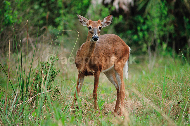Hvidhalet hjort. Hvidhalet hjort ( Scan af KOL2236 ) ; Odocoileus virginianus, Cervidae; Corkscrew Swamp Sanctuary / Florida; USA; Nordamerika; pattedyr; Parrett�ede hovdyr, Artiodactyla, Hjorte