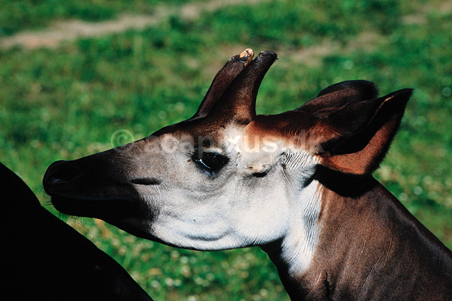 Okapi. Okapi ( Scan af KOL6299 ) ; Okapia johnstoni, Giraffidae; K�benhavn ZOO; ; ; pattedyr; Parrett�ede hovdyr, Artiodactyla, Giraffer