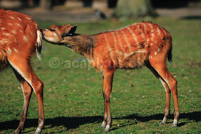 Sitatunga. Sitatunga ( Scan af KOL6303 ) ; Tragelaphus spekei, Bovidae; K�benhavn ZOO; ; ; pattedyr; Parrett�ede hovdyr, Artiodactyla, Skedehornede