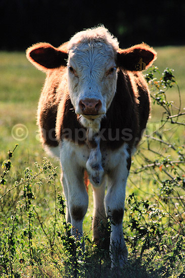 Hereford kv�g. Hereford kv�g ( Scan af KOL2644 ) ; Bos taurus, Bovidae; Queensland; Australien; Australien; pattedyr; Parrett�ede hovdyr, Artiodactyla, Skedehornede