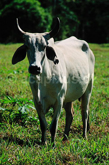 Zebu. Zebu importeret til Peru via Cuba. ( Scan af KOL1743 ) ; Bos indicus, Bovidae; Tambopata-Candamo Reserve / Amazonas; Peru; Sydamerika; pattedyr; Parrett�ede hovdyr, Artiodactyla, Skedehornede
