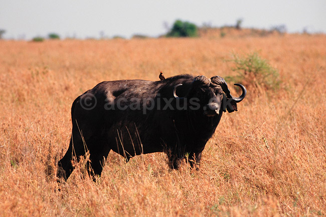 Afrikansk b�ffel. Afrikansk b�ffel ( Scan af KOL5931 ) ; Synceros caffer, Bovidae; Ngorongoro NP; Tanzania; Afrika; pattedyr; Parrett�ede hovdyr, Artiodactyla, Skedehornede