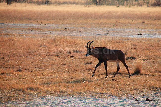 Hesteantilope. Roan antilope, Hesteantilope ( Scan af KOL3474 ) ; Hippotragus equinus, Bovidae; Okavango delta; Botswana; Afrika; pattedyr; Parrett�ede hovdyr, Artiodactyla, Skedehornede
