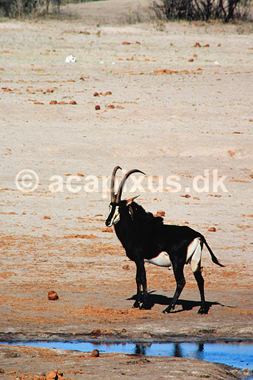 Sabelantilope. Sabelantilope, Sort Hesteantilope ( Scan af KOL3479 ) ; Hippotragus niger, Bovidae; Nyamandhlovu Pan / Hwange NP; Zimbabwe; Afrika; pattedyr; Parrett�ede hovdyr, Artiodactyla, Skedehornede