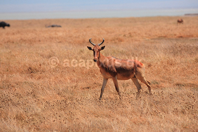 Hartebeest. Hartebeest, Koanantilope ( Scan af KOL5942 ) ; Alcelaphus buselaphus, Bovidae; Ngorongoro NP; Tanzania; Afrika; pattedyr; Parrett�ede hovdyr, Artiodactyla, Skedehornede