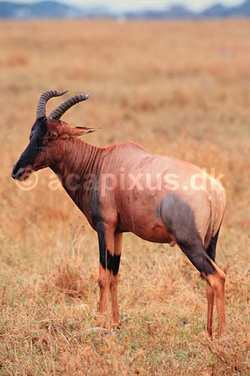 Topi. Topi, Tsessebe ( Scan af KOL5947 ) ; Damaliscus lunatus, Bovidae; Ngorongoro NP; Tanzania; Afrika; pattedyr; Parrett�ede hovdyr, Artiodactyla, Skedehornede