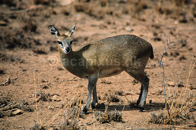 Klippespringer. Klippespringer ( Scan af KOL3485 ) ; Oreotragus oreotragus, Bovidae; Chipangali Wildlife Orphancy; Zimbabwe; Afrika; pattedyr; Parrett�ede hovdyr, Artiodactyla, Skedehornede
