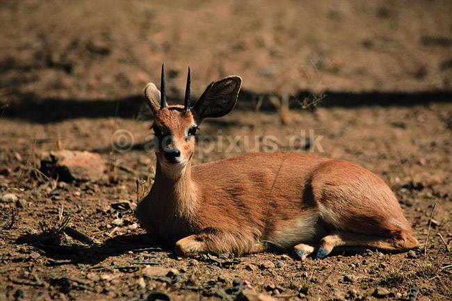 Steinbok. Steinbok ( Scan af KOL3487 ) ; Raphiceros campestris, Bovidae; Chipangali Wildlife Orphancy; Zimbabwe; Afrika; pattedyr; Parrett�ede hovdyr, Artiodactyla, Skedehornede
