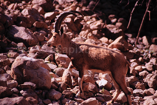 Nubisk stenbuk. Nubisk stenbuk ( Scan af KOL5136 ) ; Capra ibex nubiana, Bovidae; Ein Gedi; Israel; Asien; pattedyr; Parrett�ede hovdyr, Artiodactyla, Skedehornede, stenbukke