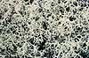 Rensdyrlav. Rensdyrlav ( Scan af KOL7171 )  Cladonia rangiferina, Lichenes Store Mosse Sverige   Laver, Lichener
