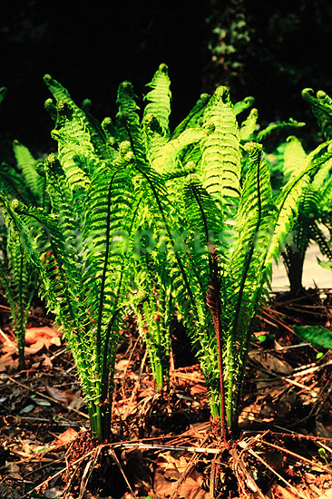 Bregne. Almindelig strudsvinge ( Scan af KOL7177 ) ; Matteuccia struthiopteris; KVL's have / K�benhavn; ; ; Planter; Bregner, Filices