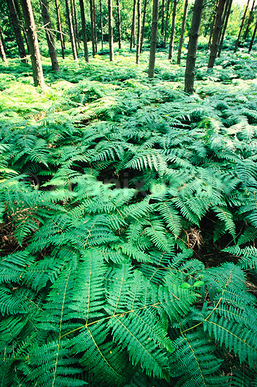�rnebregne. Almindelig �rnebregne ( Scan af KOL6230 ) ; Pteridium aquilinum, Osmundaceae; Nordskoven / J�gerspris; Sj�lland; ; Planter; Bregner, Filices, skovbund