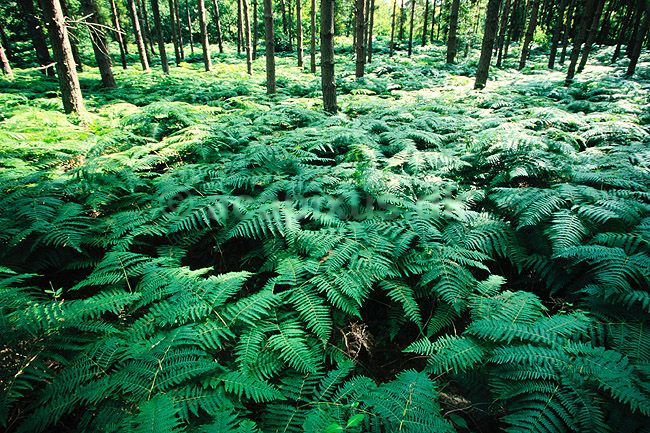 �rnebregne. Almindelig �rnebregne ( Scan af KOL6231 ) ; Pteridium aquilinum, Osmundaceae; Nordskoven / J�gerspris; Sj�lland; ; Planter; Bregner, Filices, skovbund