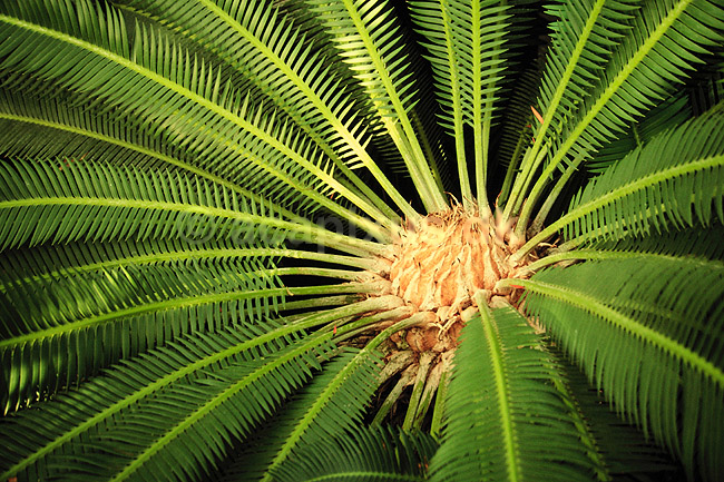 Koglepalme. Koglepalme fra Mexico ( Scan af KOL2380 ) ; Dioon edule, Cycadales; Botanisk V�ksthus / K�benhavn; ; ; Planter; N�genfr�ede, Gymnospermae, Koglepalmer, Cycadales