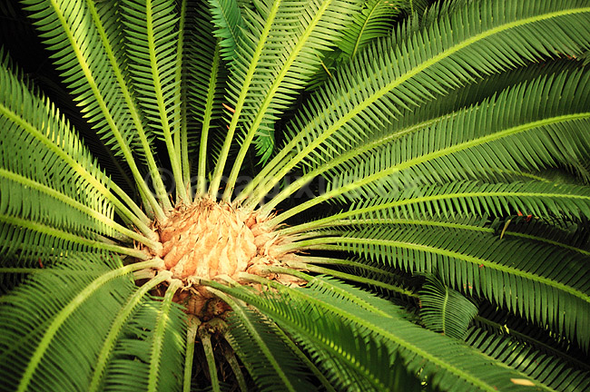 Koglepalme. Koglepalme fra Mexico ( Scan af KOL2379 ) ; Dioon edule, Cycadales; Botanisk V�ksthus / K�benhavn; ; ; Planter; N�genfr�ede, Gymnospermae, Koglepalmer, Cycadales