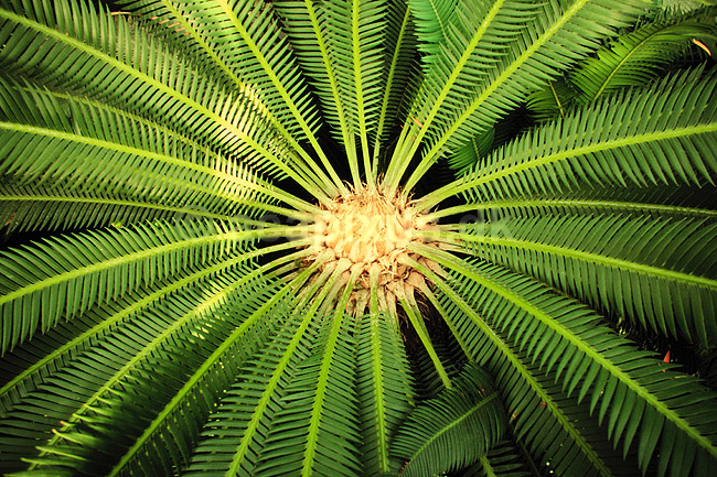 Koglepalme. Koglepalme fra Mexico ( Scan af KOL2378 ) ; Dioon edule, Cycadales; Botanisk V�ksthus / K�benhavn; ; ; Planter; N�genfr�ede, Gymnospermae, Koglepalmer, Cycadales