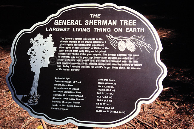 Giant Sequoia. Giant Sequoia, The General Sherman Tree. Verdens mest volumin�se levende organisme. Mammuttr� ( Scan af KOL326 ) ; Sequoiadendron giganteum, Pinales; Sequoia NP / Californien; USA; Nordamerika; Planter; N�genfr�ede, Gymnospermae, N�letr�er, Pinales