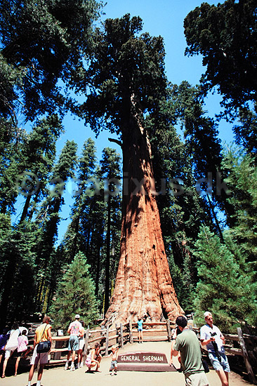 Giant Sequoia. Giant Sequoia, The General Sherman Tree. Verdens mest volumin�se levende organisme. Mammuttr� ( Scan af KOL328 ) ; Sequoiadendron giganteum, Pinales; Sequoia NP / Californien; USA; Nordamerika; Planter; N�genfr�ede, Gymnospermae, N�letr�er, Pinales