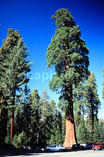 Giant Sequoia. Giant Sequoia, The General Sherman Tree. Verdens mest volumin�se levende organisme. Mammuttr� ( Scan af KOL329 ) ; Sequoiadendron giganteum, Pinales; Sequoia NP / Californien; USA; Nordamerika; Planter; N�genfr�ede, Gymnospermae, N�letr�er, Pinales