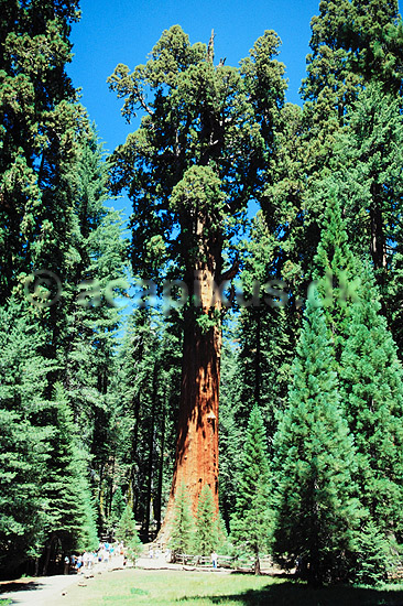 Giant Sequoia. Giant Sequoia, The General Sherman Tree. Verdens mest volumin�se levende organisme. Mammuttr� ( Scan af KOL327 ) ; Sequoiadendron giganteum, Pinales; Sequoia NP / Californien; USA; Nordamerika; Planter; N�genfr�ede, Gymnospermae, N�letr�er, Pinales