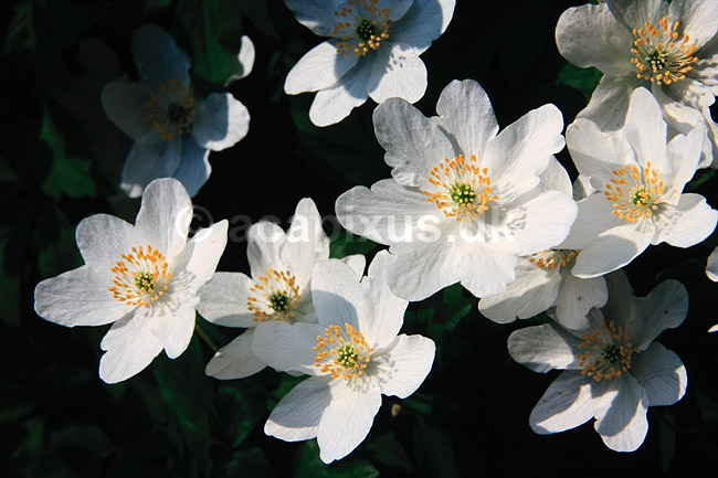 Hvide anemoner. Hvide anemoner, Hvid anemone ( Scan af KOL7247 ) ; Anemone nemorosa; KVL's Have / K�benhavn; ; ; Planter; Ranunkel-ordenen, Ranunculales
