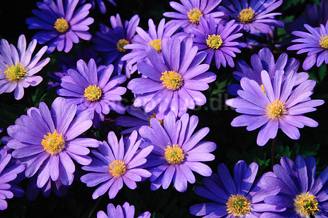Balkan anemone. Balkan anemone, anemoner ( Scan af KOL7266 ) ; Anemone blanda; KVL's Have / K�benhavn; ; ; Planter; Ranunkel-ordenen, Ranunculales