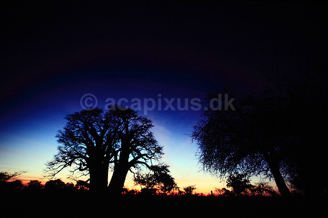 Baobab. Baobab, i solnedgang. Dette tr�, Chapmans Baobab, anses for at v�re Afrikas st�rste Baobab tr�. ( Scan af KOL3492 ) ; Adansonia digitata, Bombacaceae; Makgadikgadi Pans; Botswana; Afrika; Planter; Balsa-familien, Bombacaceae, Abebr�d, Katost-ordenen, Malvales