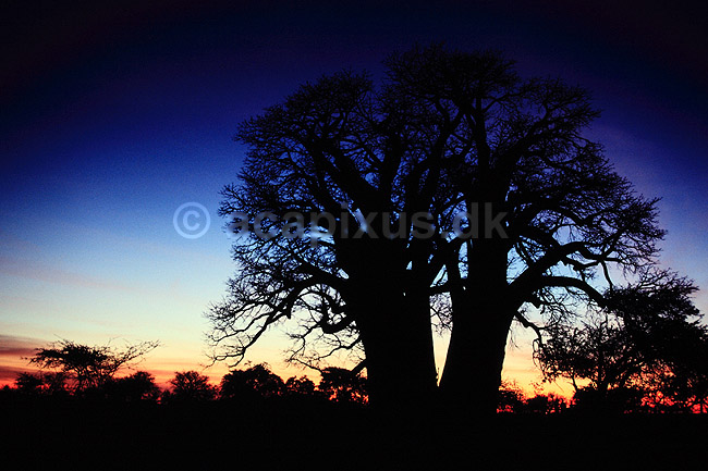 Baobab. Baobab, i solnedgang. Dette tr�, Chapmans Baobab, anses for at v�re Afrikas st�rste Baobab tr�. ( Scan af KOL3493 ) ; Adansonia digitata, Bombacaceae; Makgadikgadi Pans; Botswana; Afrika; Planter; Balsa-familien, Bombacaceae, Abebr�d, Katost-ordenen, Malvales