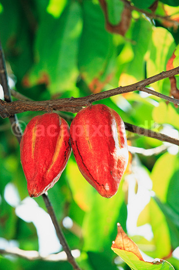 Kakao. Kakao med frugter ( Scan af KOL7191 ) ; Theobroma cacao; Botanisk Have / K�benhavn; ; ; Planter; Katost-ordenen, Malvales, Sterculiaceae